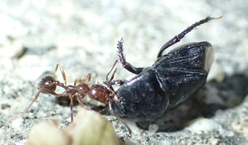 Geotomus sp.